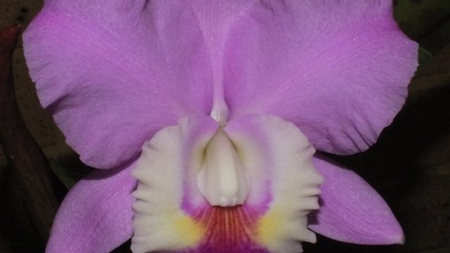 C. Drumbeat ‘Heritage’ x walkerana alba ‘Pendative’