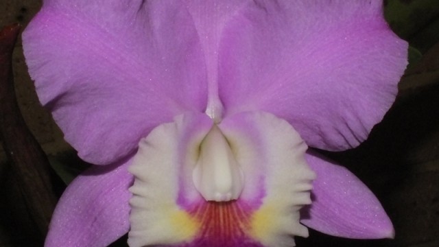 C. Drumbeat ‘Heritage’ x walkerana alba ‘Pendative’