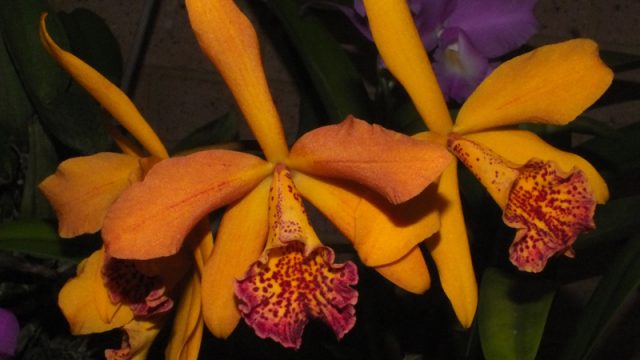 Blc. Copper Queen