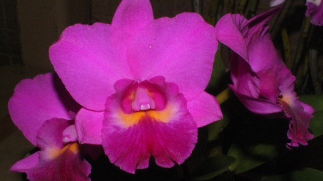 Rlc. Hsinying Aloha ‘Chase’