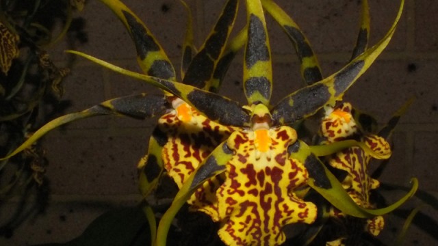 Bnfd. Gilded Tower ‘Mystic Maze’