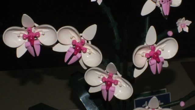 Phal. plastica