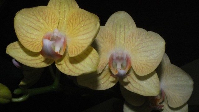 Phal. unknown