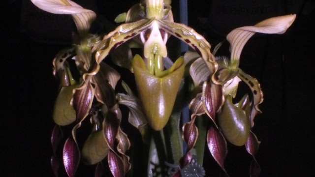 Paph. parishii