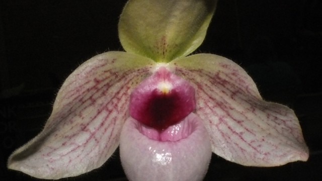 Paph. malipoense ‘Amy’ x delenatii