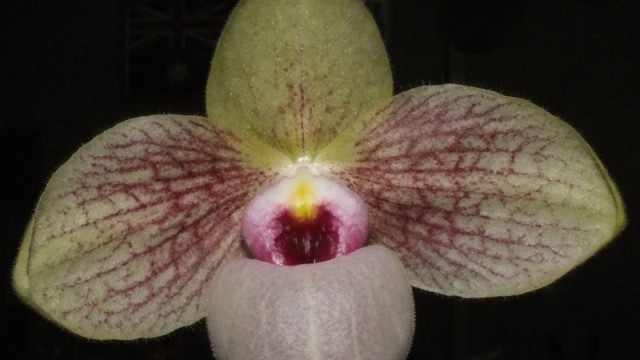 Paph. malipoense ‘Amy’ x delenatii