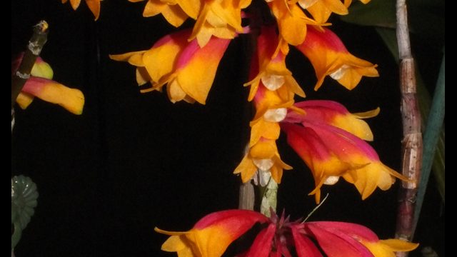 Den. lawesii
