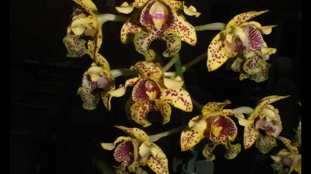 Plant of the Night: Den. tapiniense (D Mitsios)