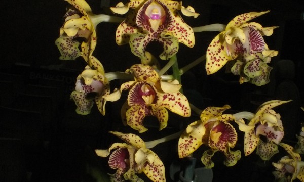 Plant of the Night: Den. tapiniense (D Mitsios)