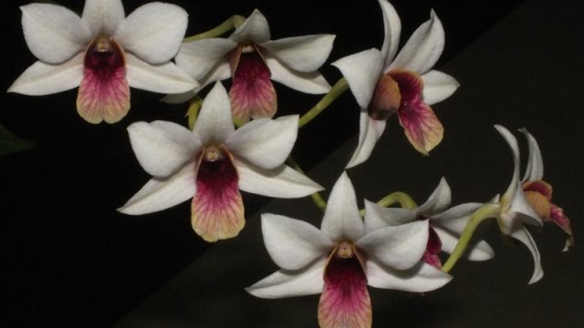 Den. Red Center