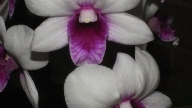 Den. Snow Boy