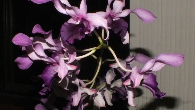 Den. Chao Praya Sweet x Chao Praya