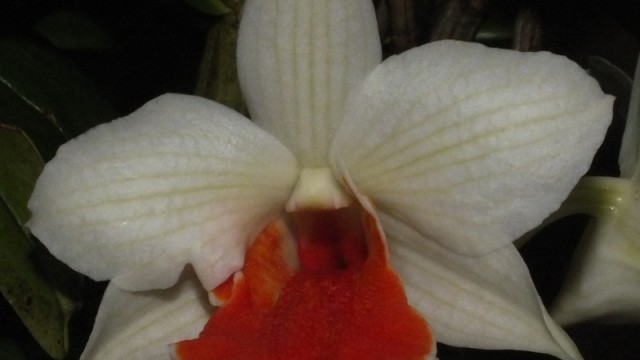 Den. Roongkamol Vejvarut