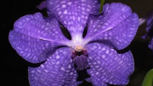 Ascda. Lena Kamolphan x V. coerulea
