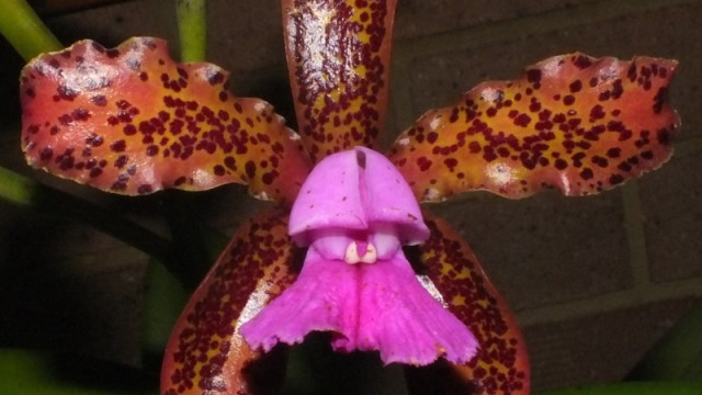 C. tigrina var. esaura 'Rosella' x self