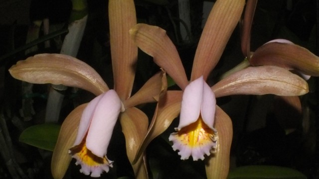 C. forbesii
