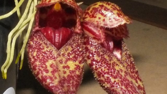 Bulb. frostii