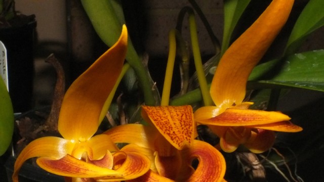 Bulb. Wilmar Galaxy Star