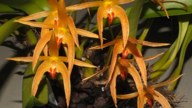 Bulb. lobii x affine