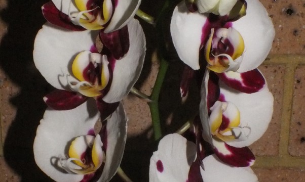 Novice Plant of the Night: Phal. Black Magic (A. Zderic)