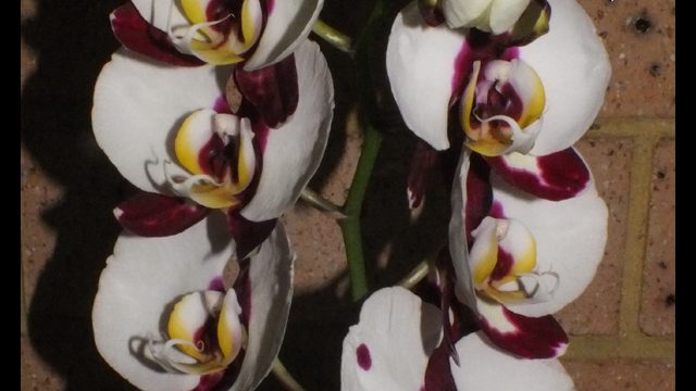 Novice Plant of the Night: Phal. Black Magic (A. Zderic)
