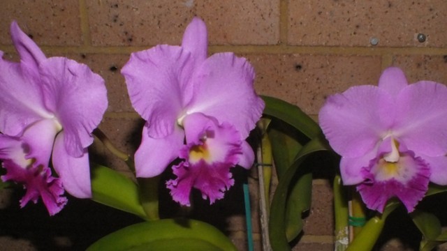 Plant of the Night: Blc. Dal's Girl 'Arcadia' (SCrosby&TCosta)