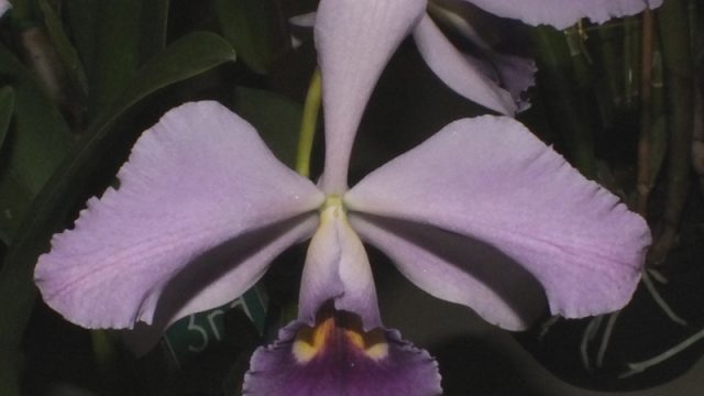Blc. Blanche Aisaka ‘Yukif’