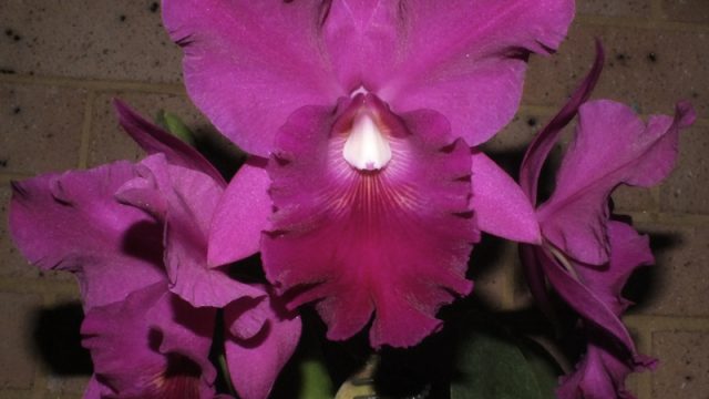 Blc. Arthur Bossin 'Rapture'