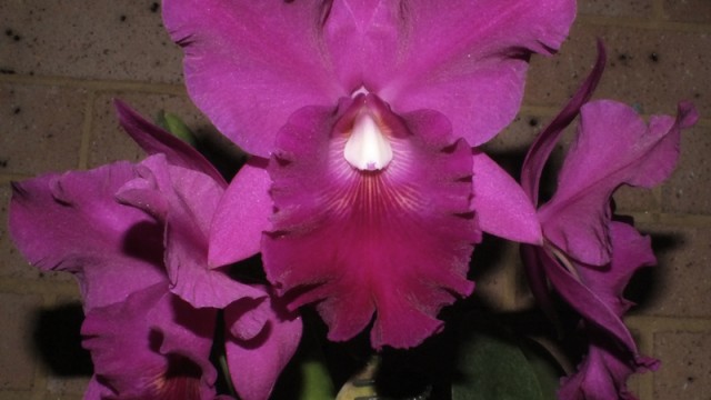 Blc. Arthur Bossin 'Rapture'