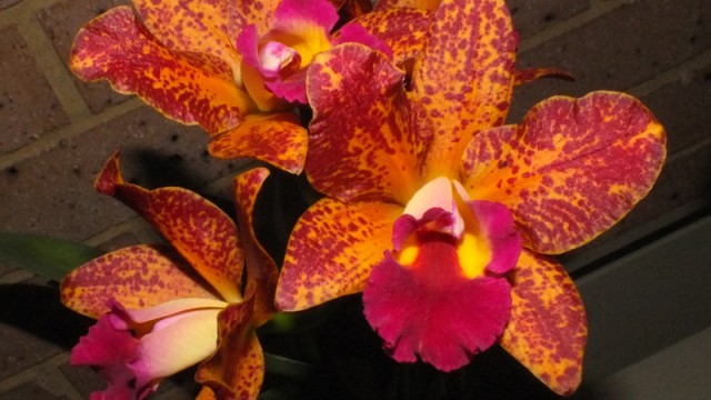 Blc. Waianae Leopard 'Ching Hua' x Slc. Jungle Treasure 'Mojave'