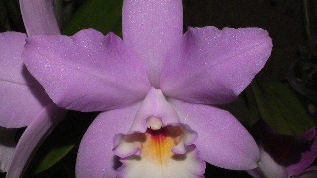 Lc. Puppy Love 'True Beauty'
