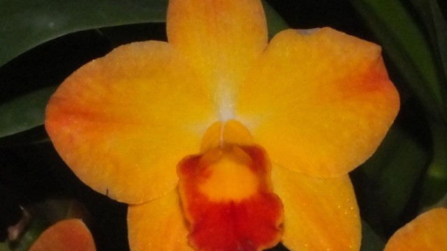 Slc. Mango Spice 'Stone'