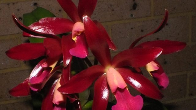 Lc. Towering Inferno