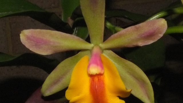 Sgr. Yokosuka Story x Epc. Rene Marques