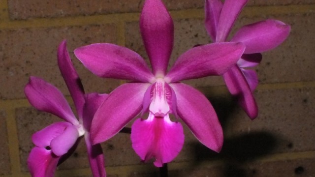 Epc. Middleburg ‘Maj’