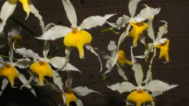 Oda. Taylor Barfield ‘This is That’