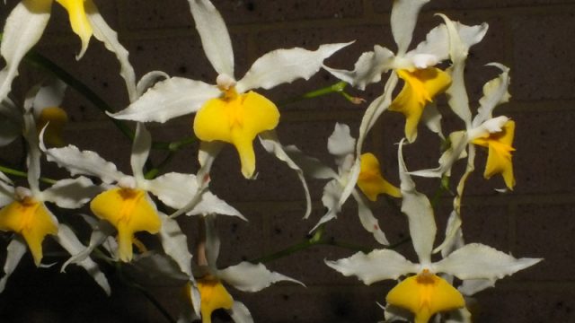 Oda. Taylor Barfield ‘This is That’