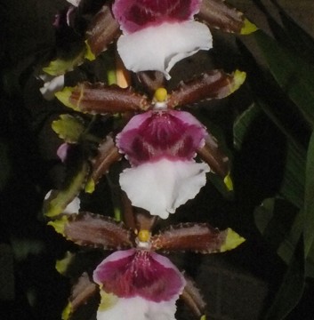 Odtna. Witch’s Jewels ‘Ivory Lips’