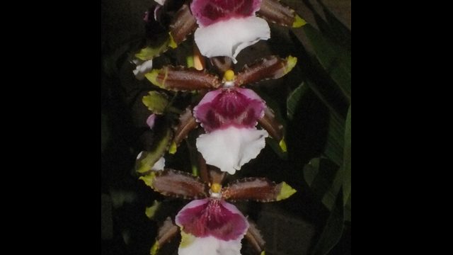 Odtna. Witch’s Jewels ‘Ivory Lips’