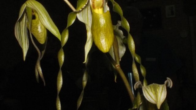 Paph. Temptation