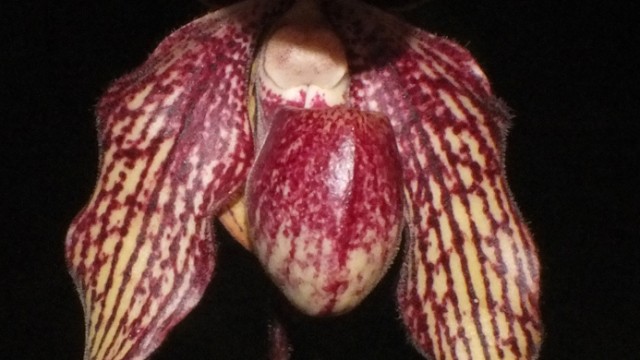 Paph. Death Star x anitum