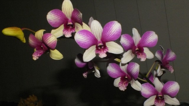 Den. Yashiga Fantasy ‘Russell Vale Glory’