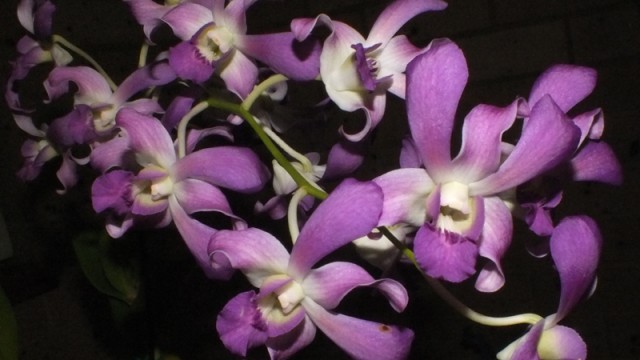 Den. Masaki Taki 'Blue'