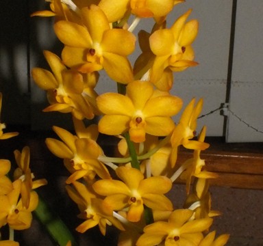 Van. Ispbell’s Burnished Gold