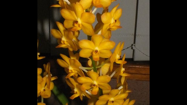 Van. Ispbell’s Burnished Gold