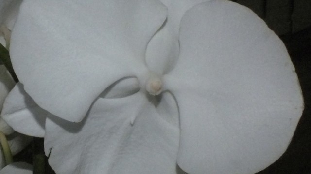 Novice Plant of the Night: Phal. Ice Whisper x Black Magic (A Zderic)