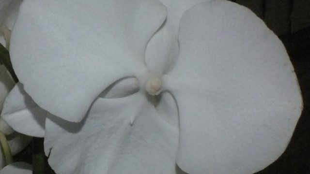 Novice Plant of the Night: Phal. Ice Whisper x Black Magic (A Zderic)