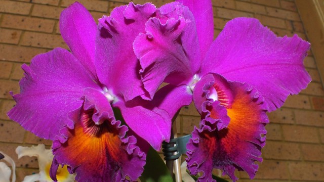 Blc. Murray Spence ‘Darkstar’