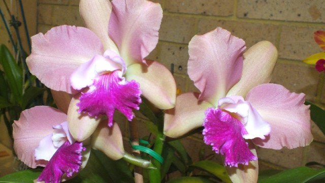 Rlc. Golden Reign x C. Caudebec