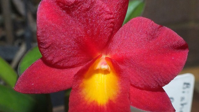 Bish. Bushfire Dawn ‘Cherry’